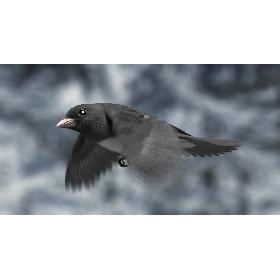 Dark-eyed Junco (Animated) 3D model